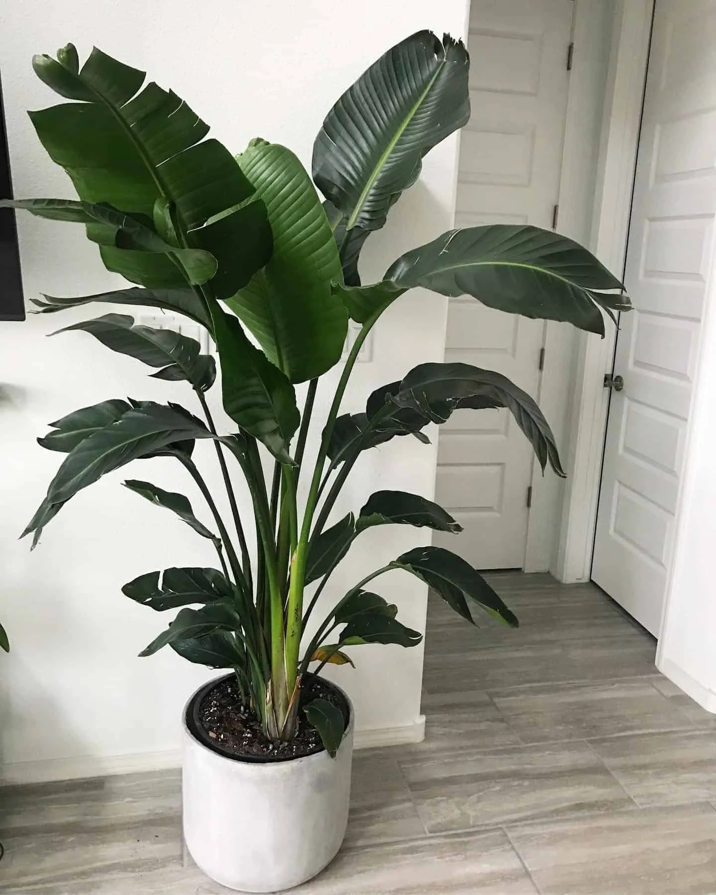 dark green leaves of banana plant in white pot in the corner of a room with white walls