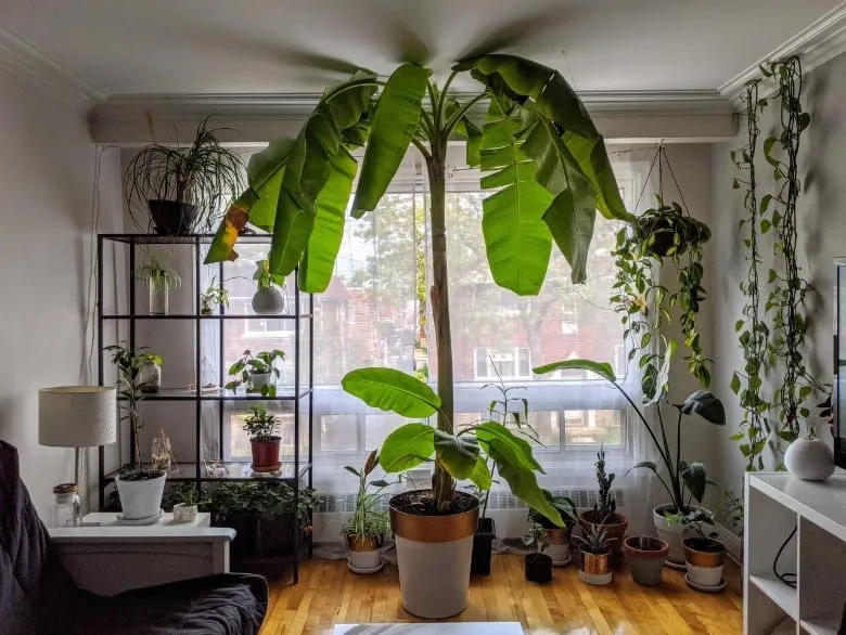 tall banana plant touching the ceiling, other small potted plants, indoor plants, large window, living room furniture