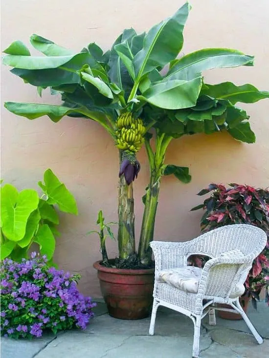 banana tree in a pot, chair, indoor garden, other small plants