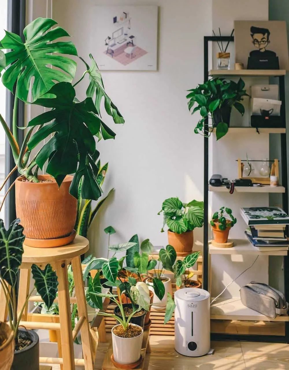 plant display at home with brown floors and a shelf