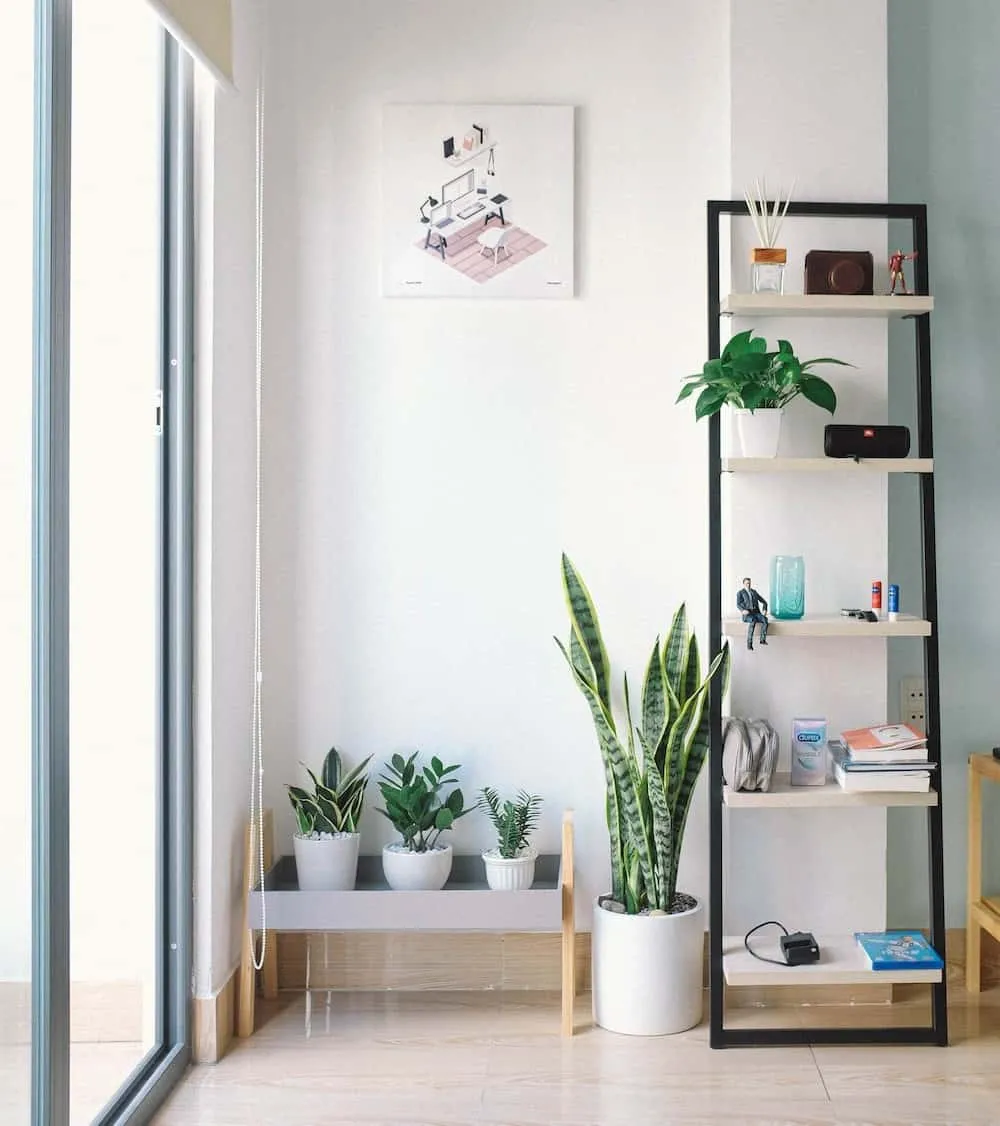 green plants in a room with a shelf