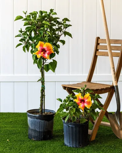 Fiest Hibiscus in indoor planter
