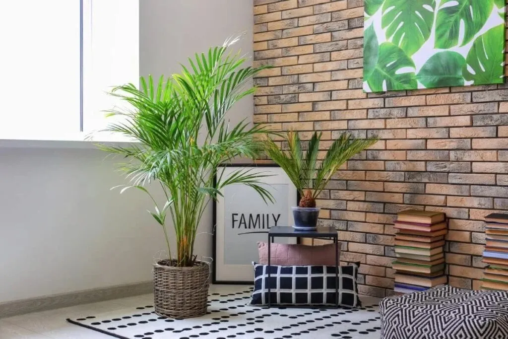 An indoor areca palm