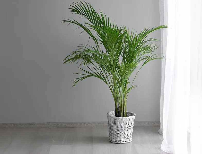 An indoor areca palm