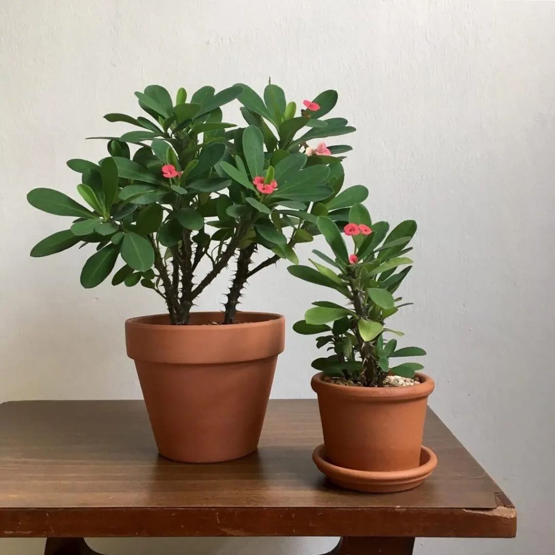 Crown of Thorns in a brown planter on a wooden table