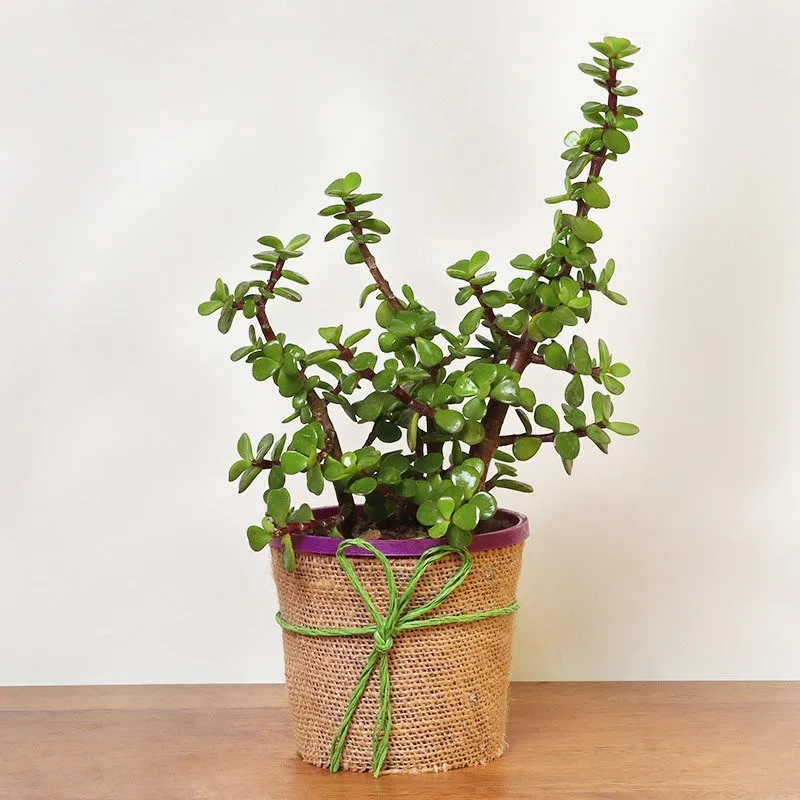 jade with green foilage in a brown pot on a brown table