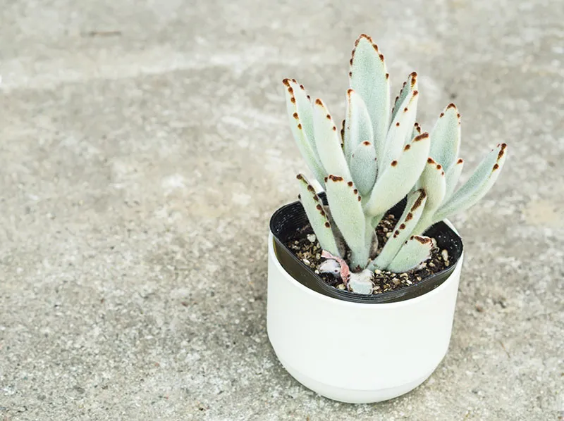 light green leaves in a white pot