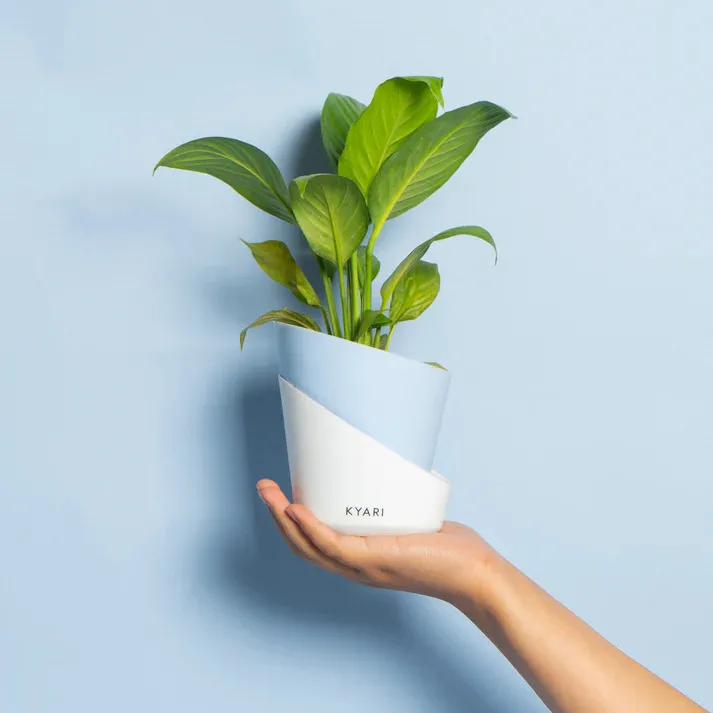 A self watering pot with a peace lily plant