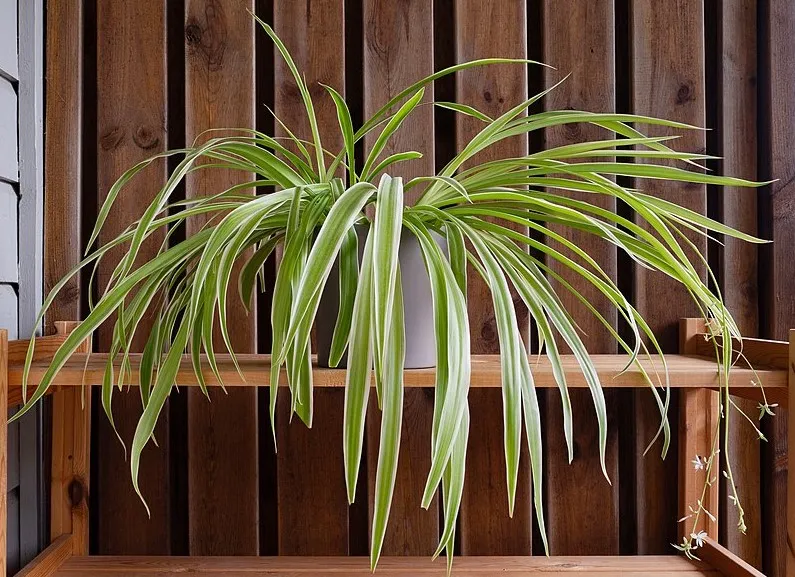 Plants as wall decor