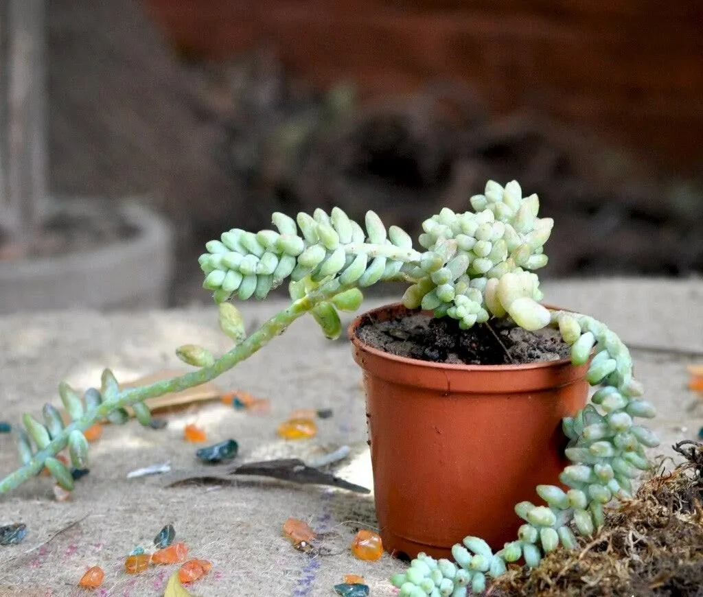 donkey tail plant in a brown planter placed outdoor, names of the different types of indoor succulent plants available online