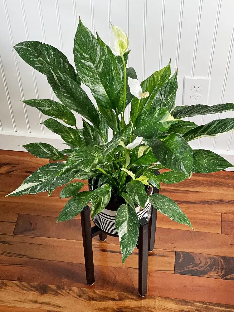 A domino spathiphyllum plant in a pot with stand