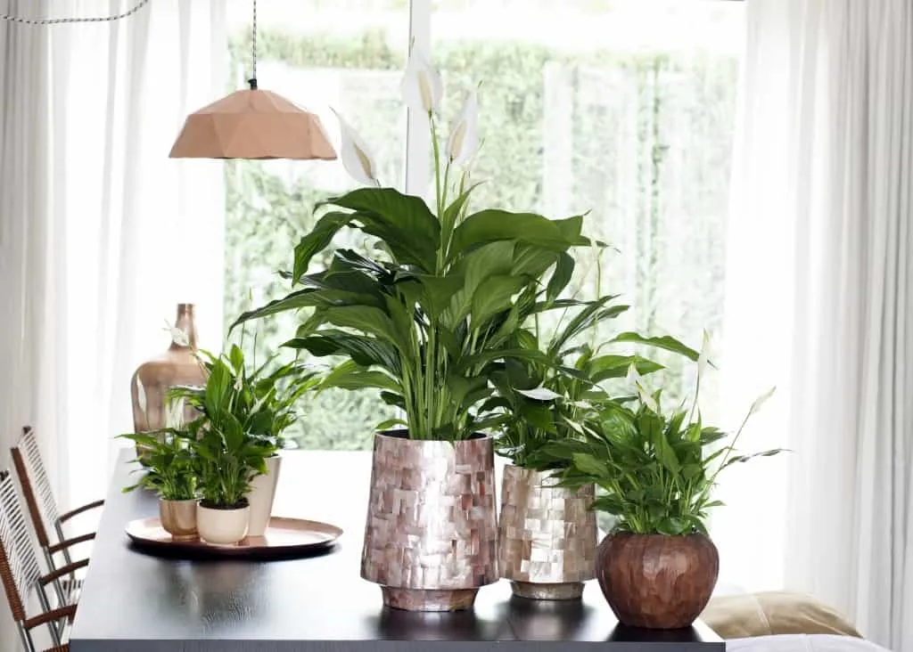 Plants of peace lily on table