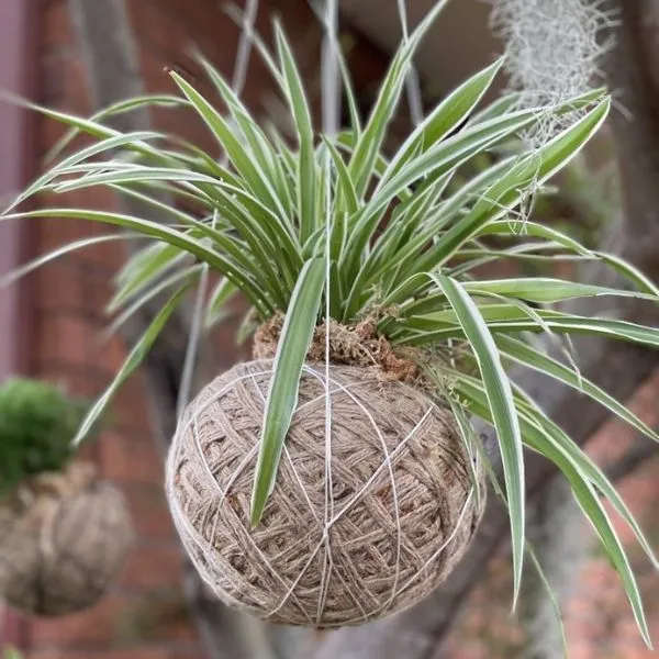 Spider Plant in moss ball