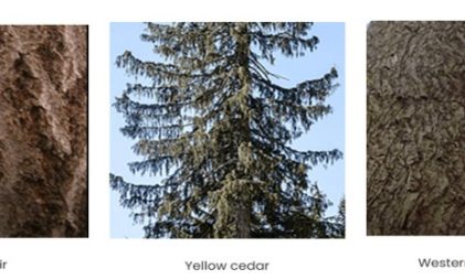 Canadian species trees
