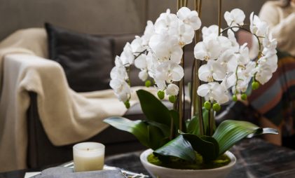 wwhite orchid flowers, beautiful arrangement of orchids on the table, living room decor, sofa, cushions