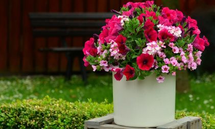 A petunia pot kept outdoors
