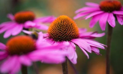 41+ flower images: eye-catching blooms for your garden