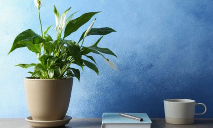 Peace lily plant along an azure background